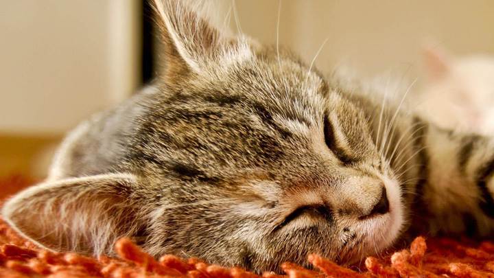 Sleeping Pose Of A Cat